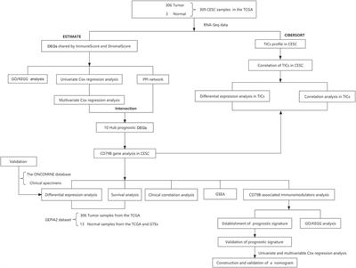 A novel ten-gene prognostic signature for cervical cancer based on CD79B-related immunomodulators